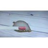 Bild 3/3 - 3step gellack 4ml #140 Tahitianische Magie